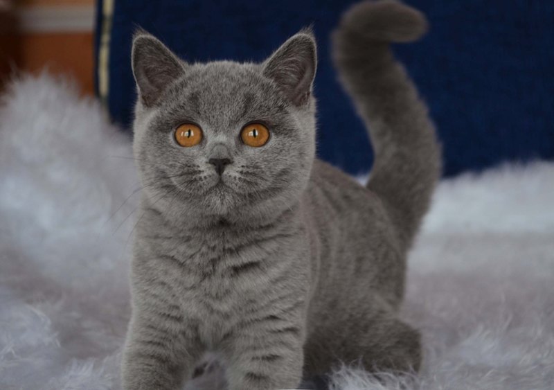 Британская короткошерстная кошка, коты и котята