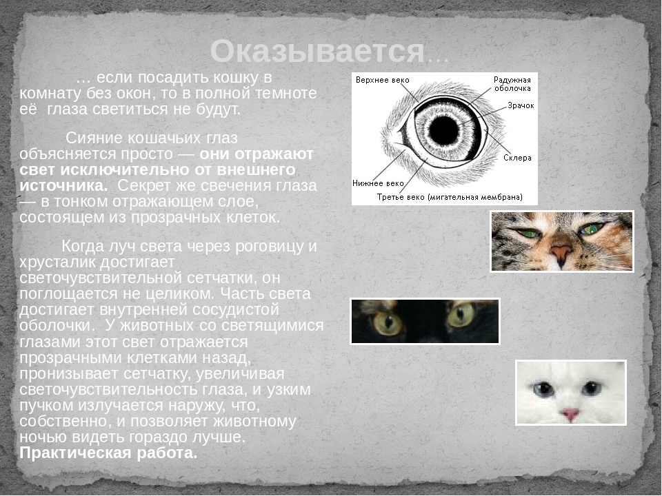 Почему у кошек светятся глаза в темноте: основные причины