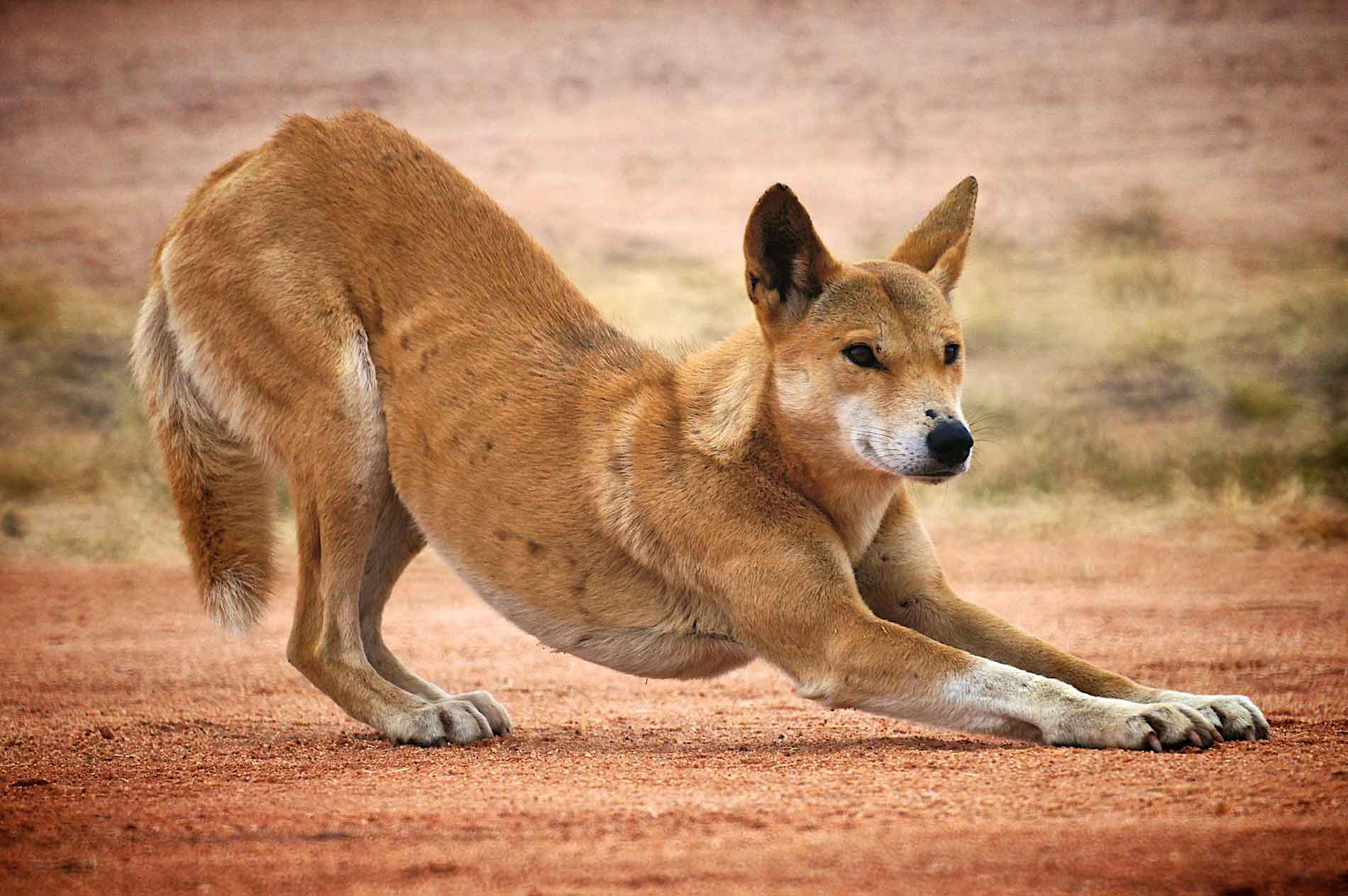 Динго (Австралийская дикая собака)