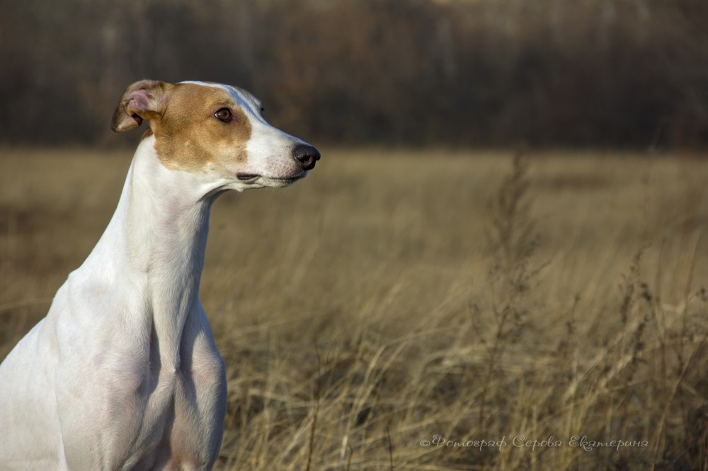 Кенгуровая собака — непризнанный представитель собачьего мира Австралии