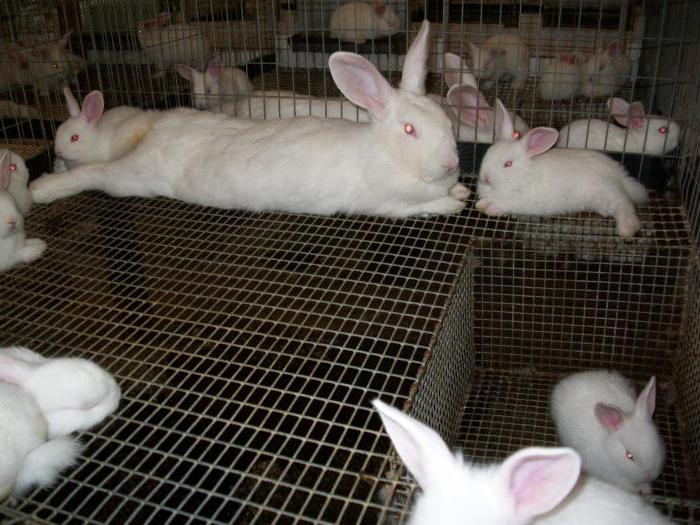 Сколько длится беременность у кроликов: сроки вынашивания