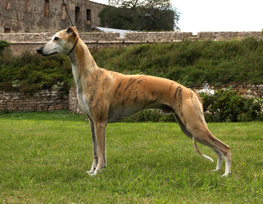 Уиппет (малая английская борзая собака): стандарт породы