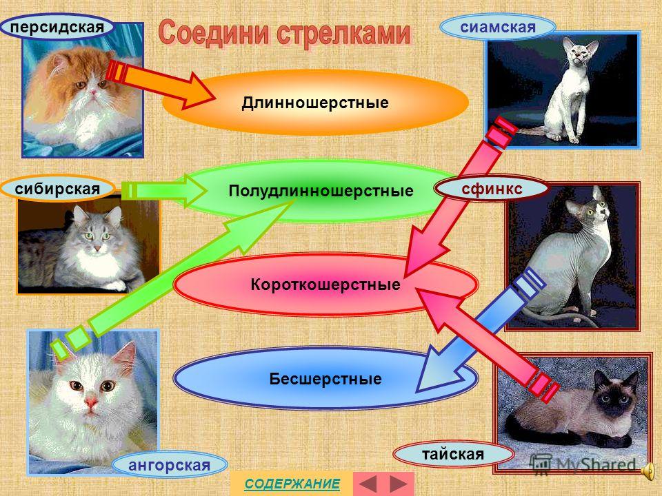 5 типов кошек. Психология кошек. Поведение домашних кошек. Особенности поведения кошек. Психика кошек.