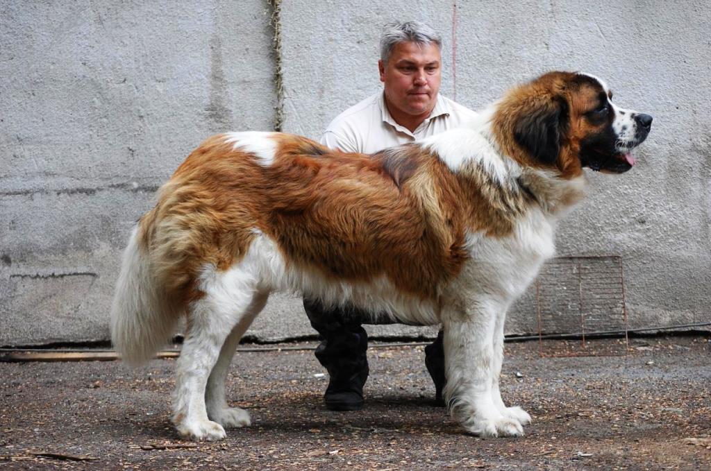 Русские породы собак выведенные в России