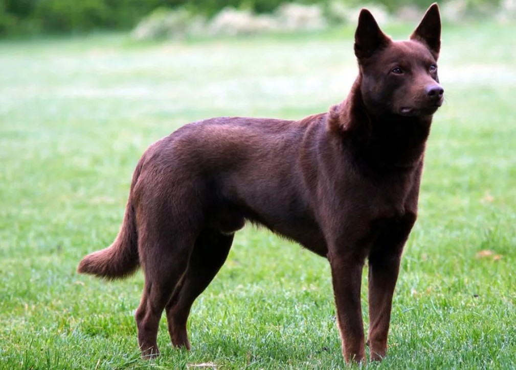 Черная собака: породы черного окраса шерсти