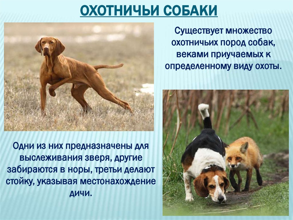 Охотничьи собаки: породы, маленькие и большие виды