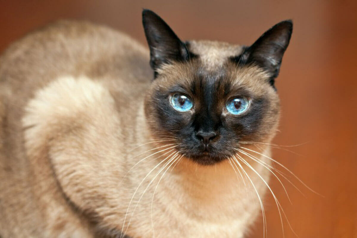 Косоглазый кот: подробный обзор пород с описанием