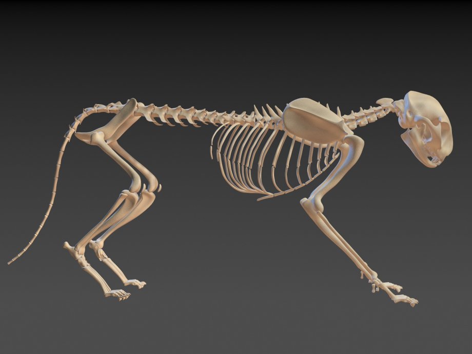 Анатомия кошки: строение скелета и черепа