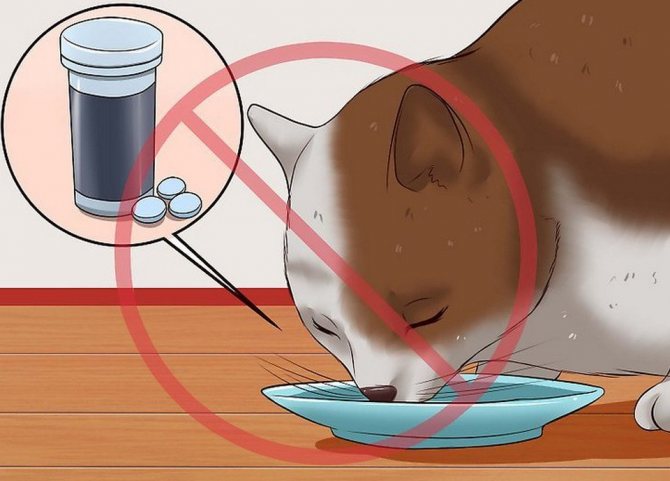 3 способа правильно дать таблетку котенку