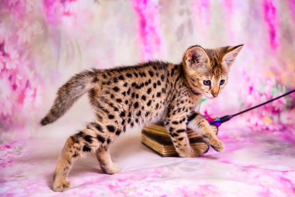 Саванна (кошка)