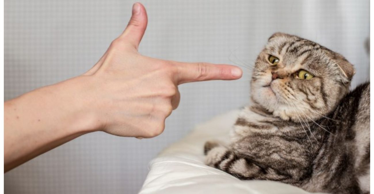 5 способов наказать кошку, не испортив с ней отношения