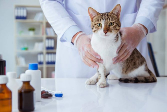 Гастрит у кошек и котов