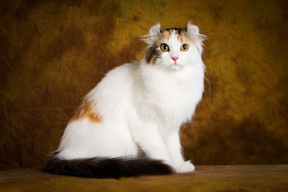 Длинношерстные кошки: американские породы разных окрасов