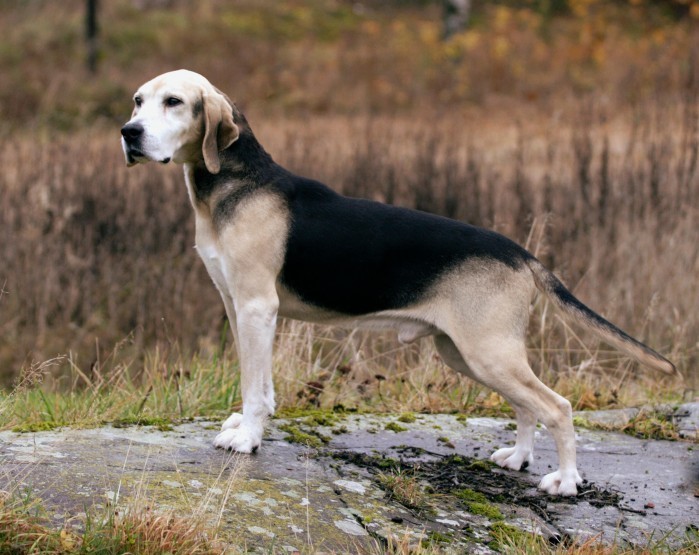 Борзая собака: гончие охотничьи виды пород