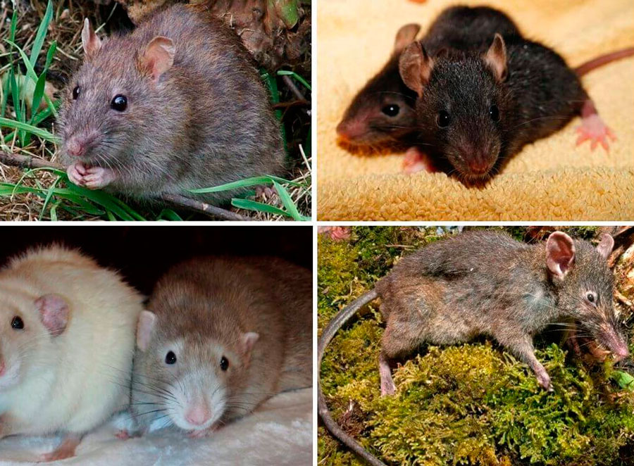 Виды домашних крыс — какие бывают расцветки
