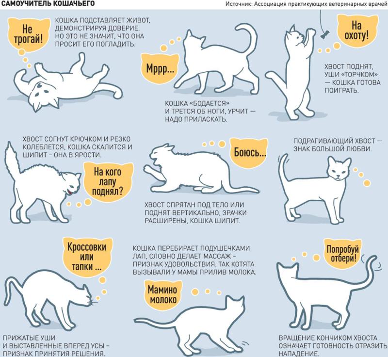 Как понять, что говорит кот