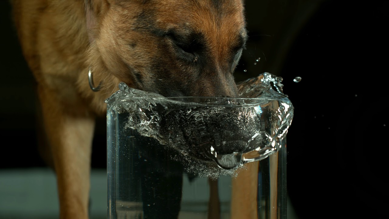 Собака много пьет воды и много мочится: причина