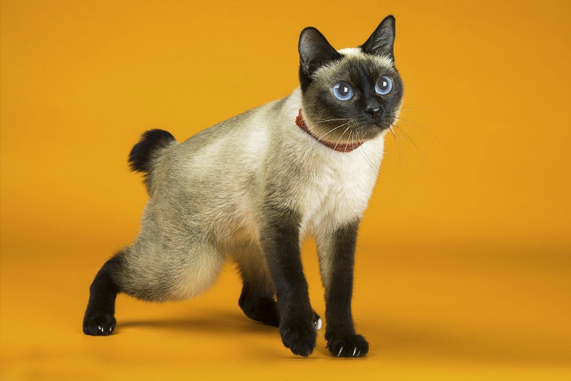 8 вечных котят: самые маленькие породы кошек