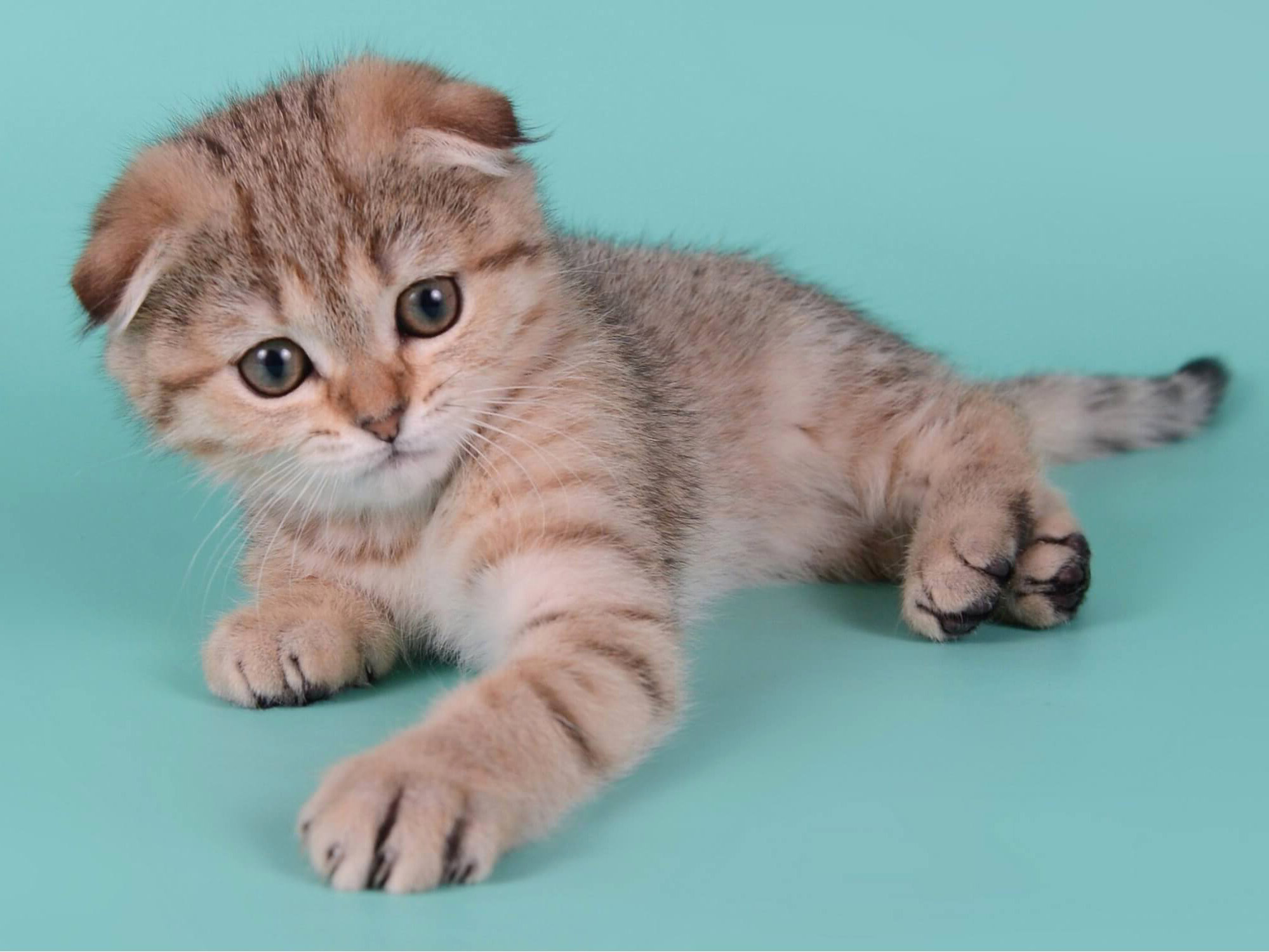 Порода скоттиш-фолд: достоинства вислоухих кошек