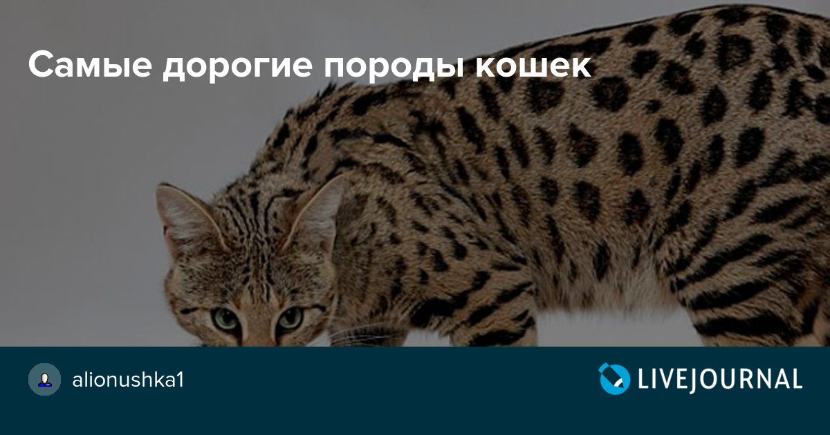 ТОП-9 самых популярных пород кошек в России