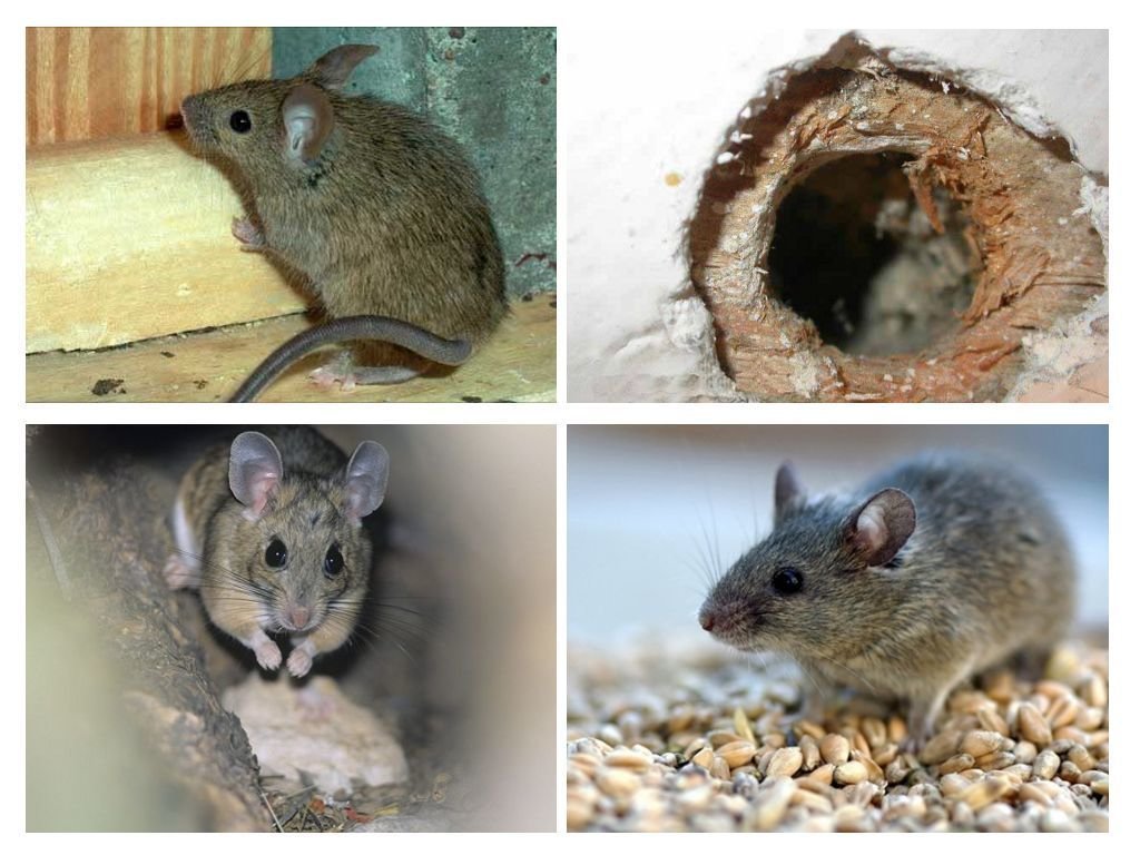 Сколько живут мыши — что влияет положительно