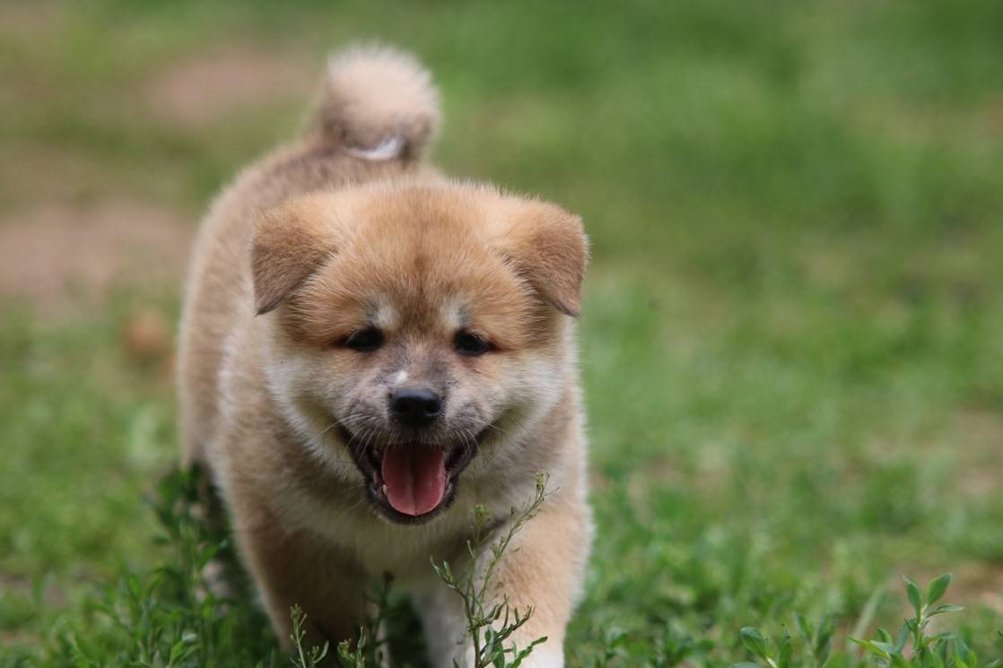 Японские клички для собак, а также корейские для мальчиков и девочек
