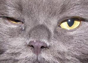 У котенка не открываются глаза: основные причины и что можно сделать