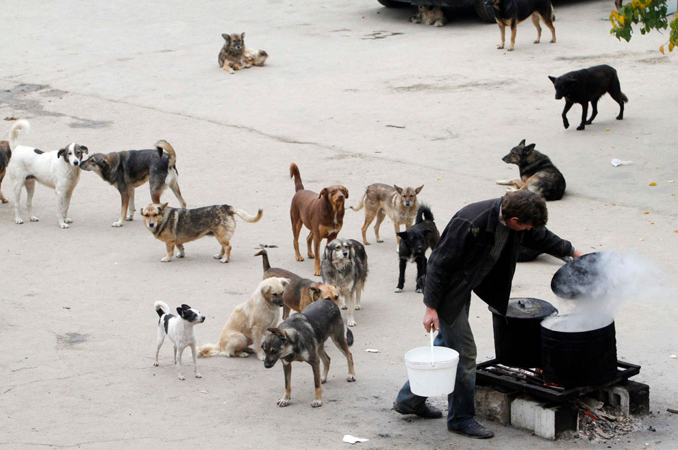 Защитники животных стремятся выиграть тендер на отлавливание бездомных собак