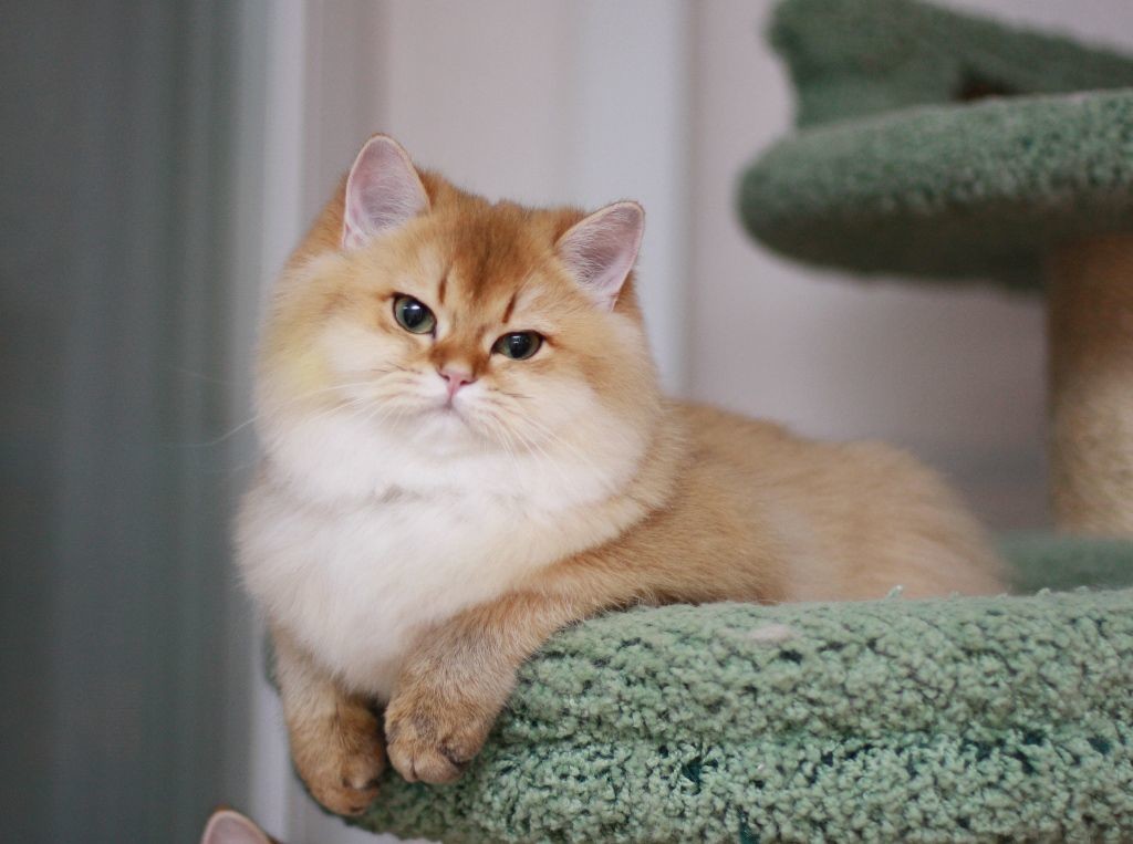 Золотая шиншилла — кошка с особым характером