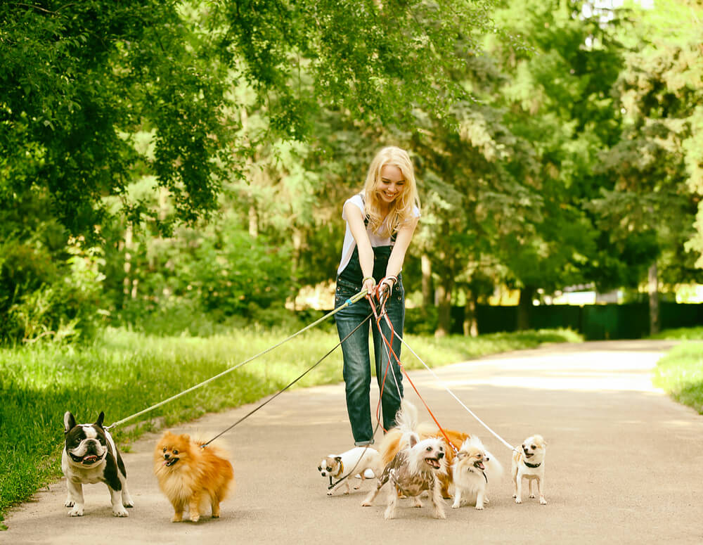 Можно гулять с собакой в парке. Прогулка с собакой. Гулять с собакой. Прогулка с собакой в парке. Прогулка с собакой на поводке.