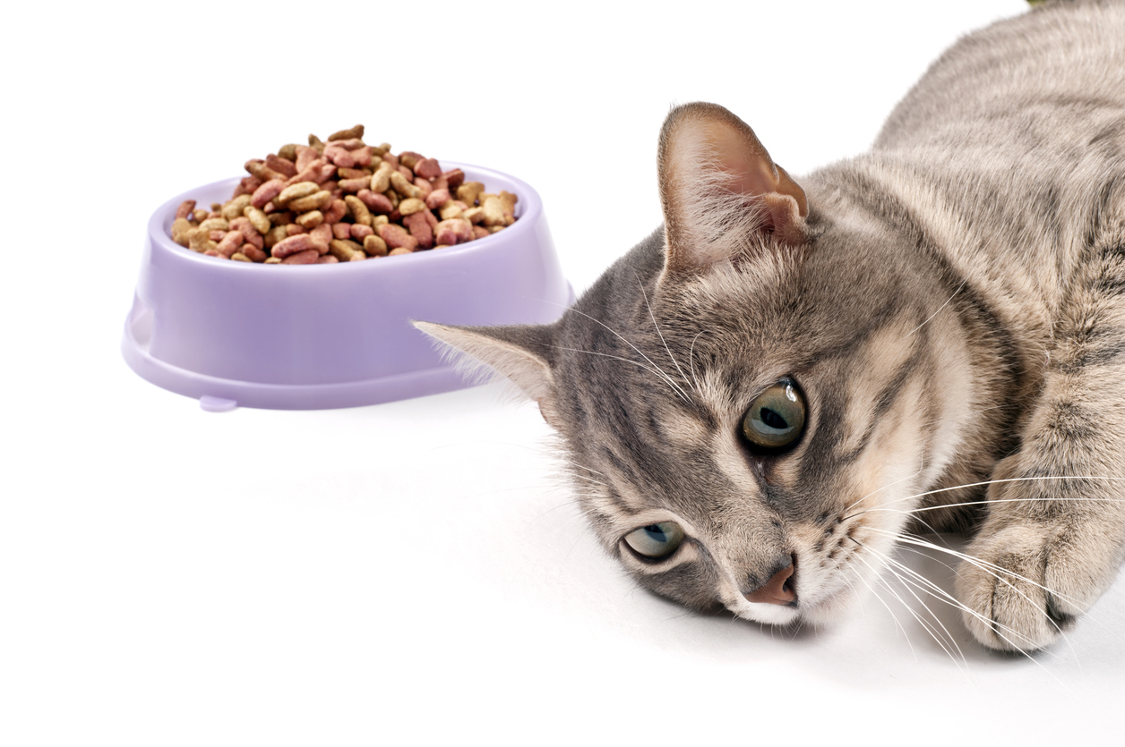 Кот плохо ест и худеет: причины, но активный