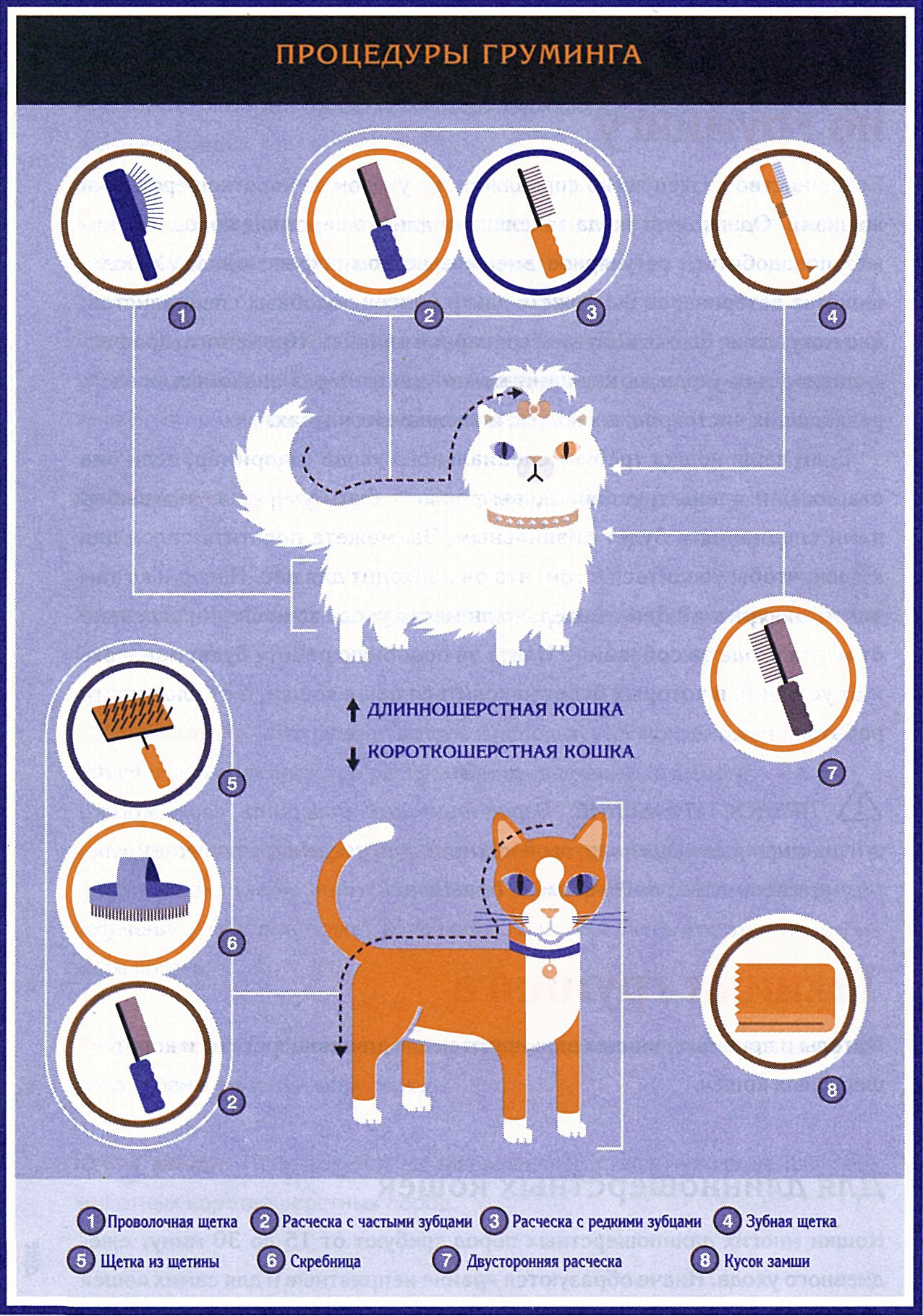 Как ухаживать за кошкой и котом в домашних условиях