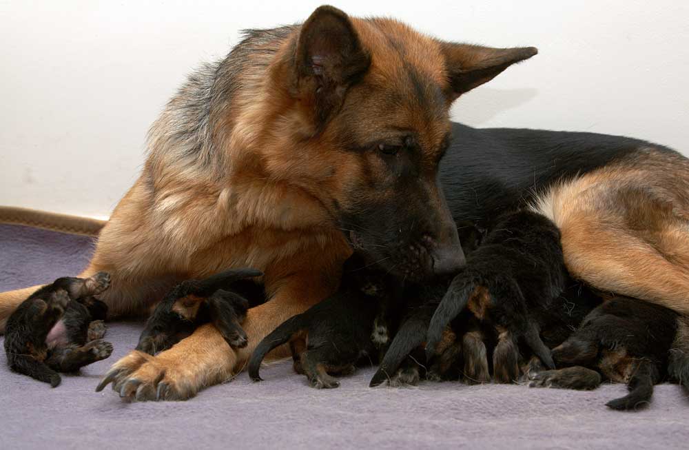 Немецкая овчарка: уход за щенком и взрослой собакой
