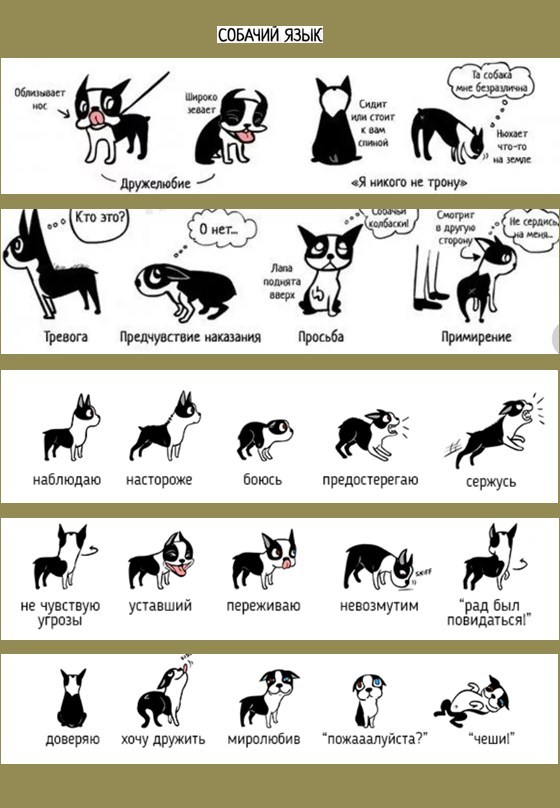 Команды для собак: список основных и как научить