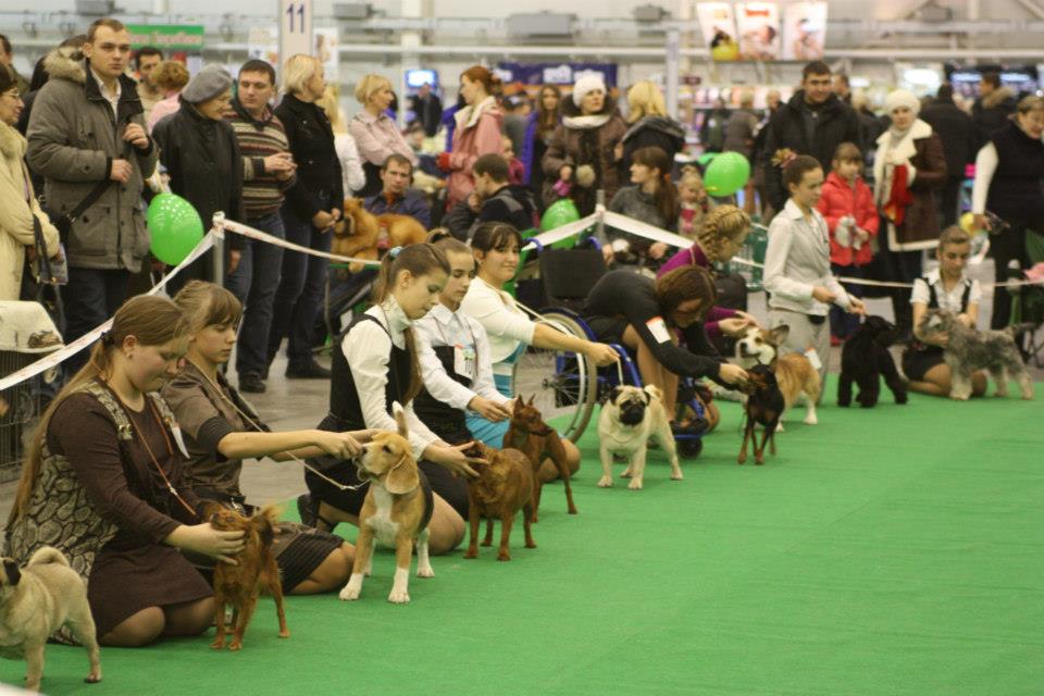 Интернациональная выставка собак