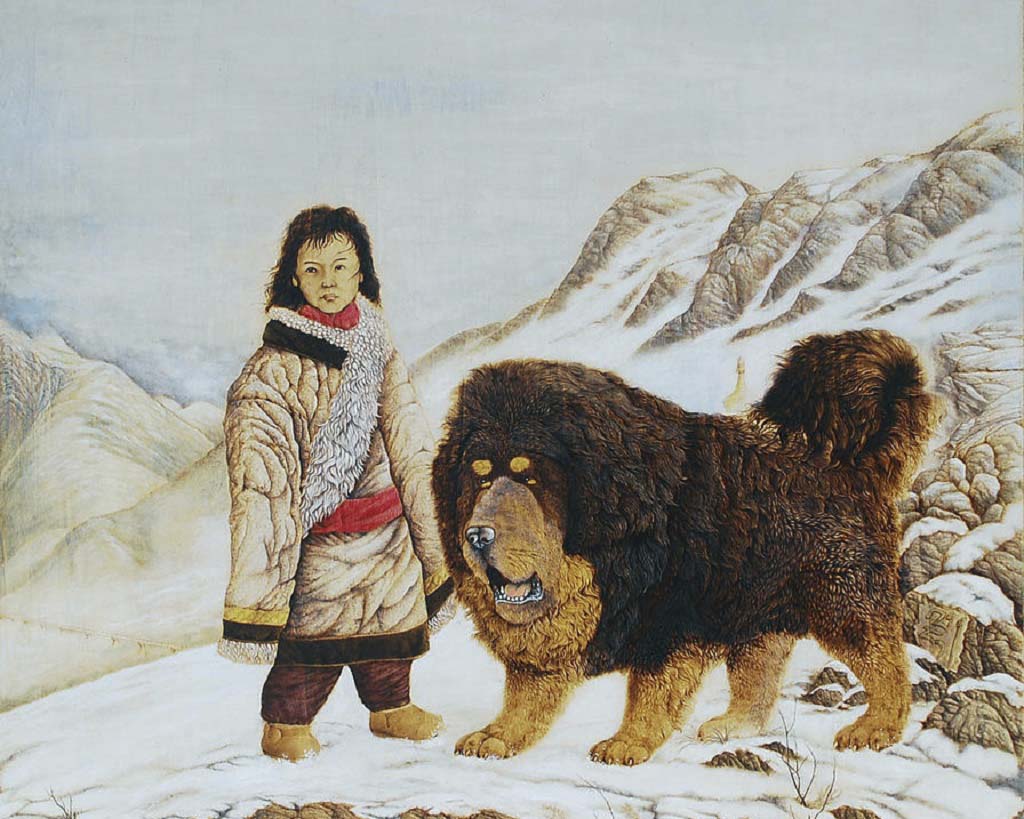 Тибетский мастиф с человеком: характеристика породы