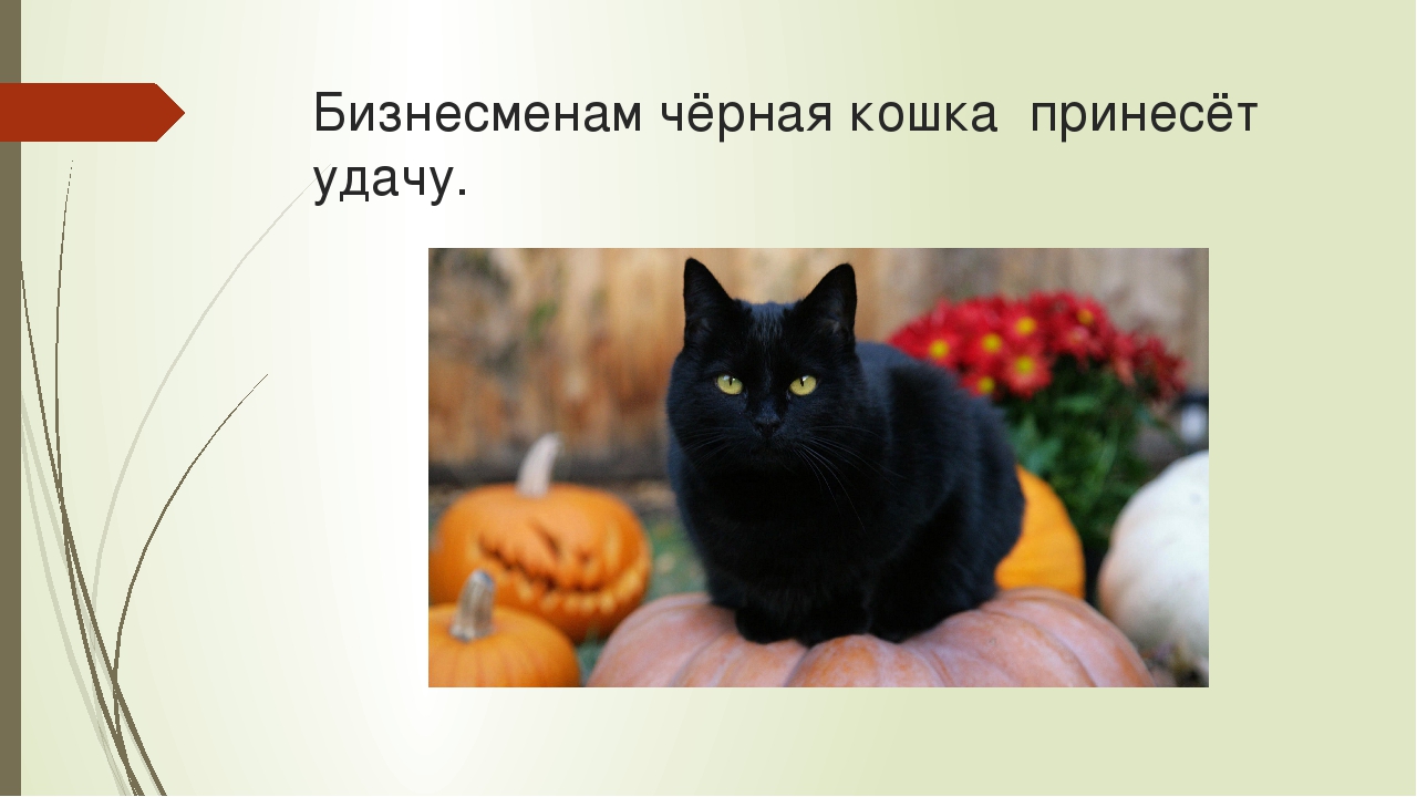 В каких странах черные кошки приносят удачу
