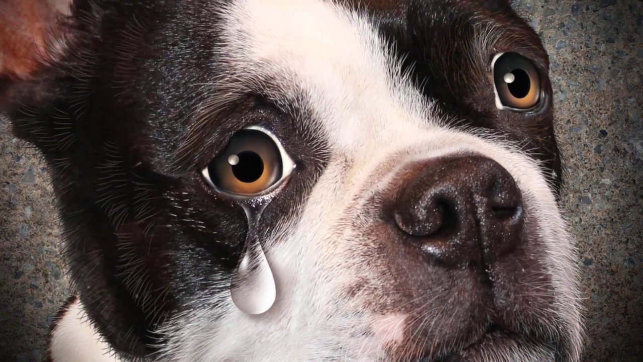 Почему собаки плачут