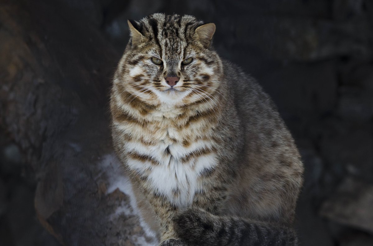 Амурский лесной кот (дальневосточная леопардовая кошка)