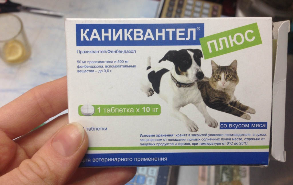 Квантум для кошек и котов