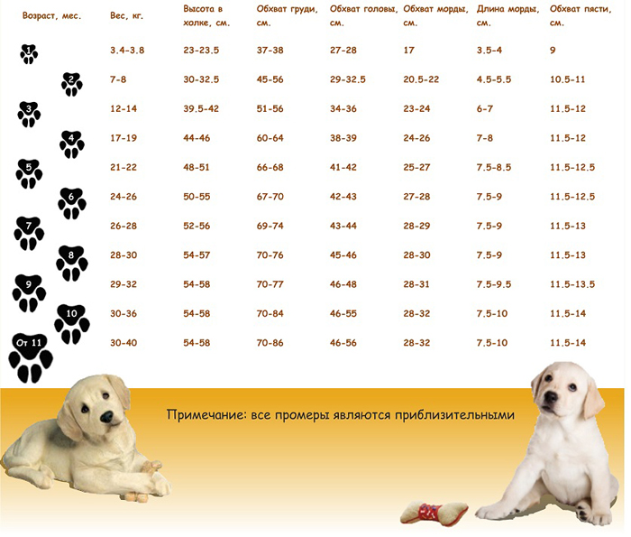 График года собаки. Щенок алабая 4 месяца рост и вес. Лабрадор ретривер параметры породы. Лабрадор ретривер параметры взрослой собаки. Алабай щенок 2 месяца вес щенка алабая.