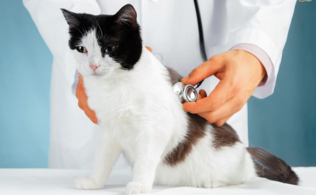 Энтерит у кошек: как лечить болезнь