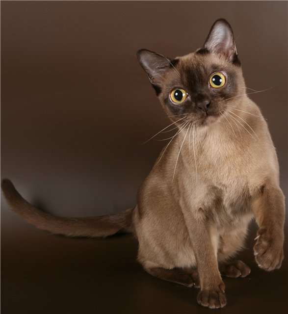 Бурманская кошка (бурма)