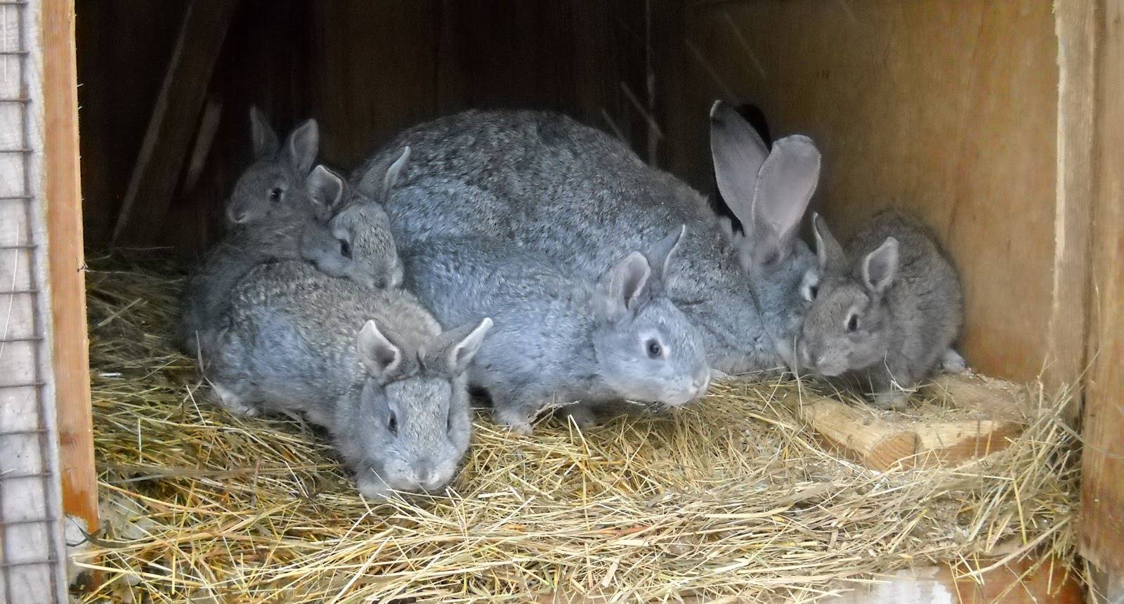 Кролик серый великан: описание породы и особенности разведения