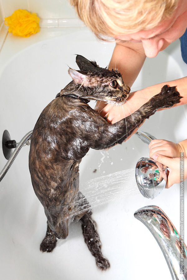 Почему кошки боятся воды — причины страха купания