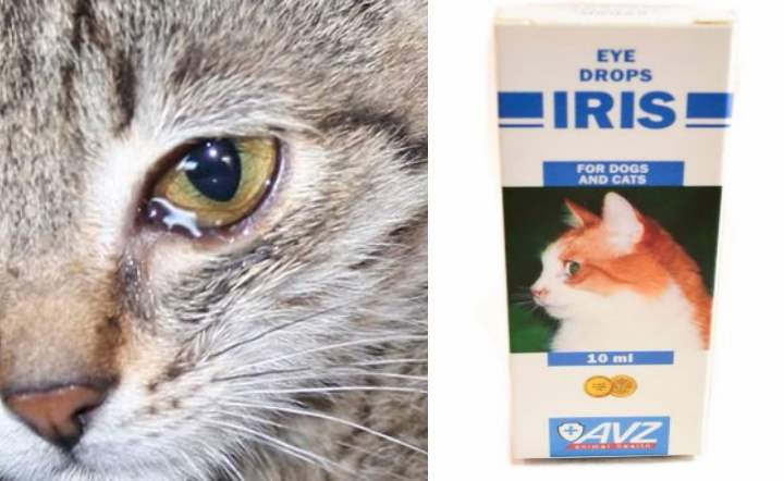 Офтальмологические капли для кошек: обзор и показания к применению