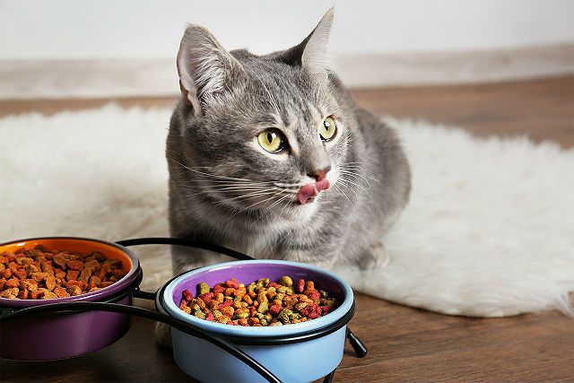 Рвота у кошек: виды, лечение и профилактика