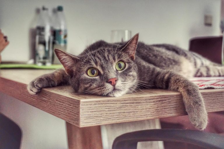 Причины, по которым коты лазят на стол, и как их от этого отучить