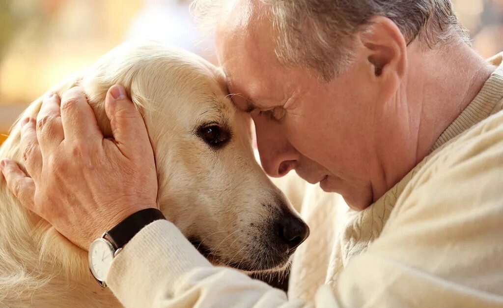 Без человека никак: Породы собак, которым нужна особая забота