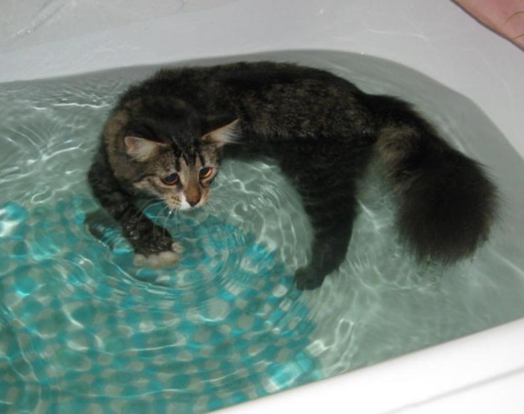 Купание котенка. Кошка Купае. Кот в ванной. Купание кошки. Кошка в ванне.